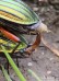 střevlík zlatolesklý (Brouci), Carabus auronitens, Carabidae, Carabinae (Coleoptera)